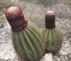 Turk's Cap Cactus - Photo (c) Bronzit_poet, some rights reserved (CC BY-NC), uploaded by Bronzit_poet