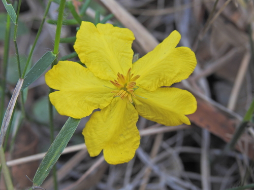 Image of Hibbertia vestita by (c) Scott W. Gavins, some rights reserved (CC BY)