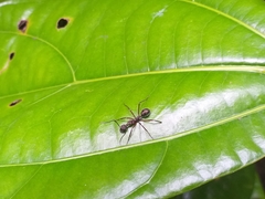 Dolichoderus attelaboides