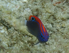 Pomacentrus bankanensis