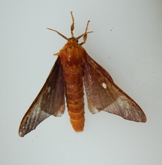 Anisota virginiensis