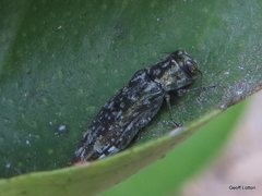 Agrilinae