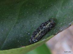 Agrilinae
