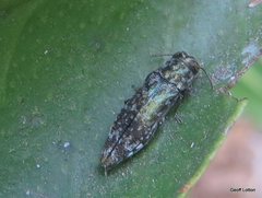 Agrilinae