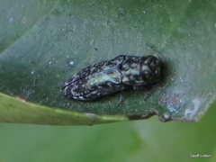Agrilinae