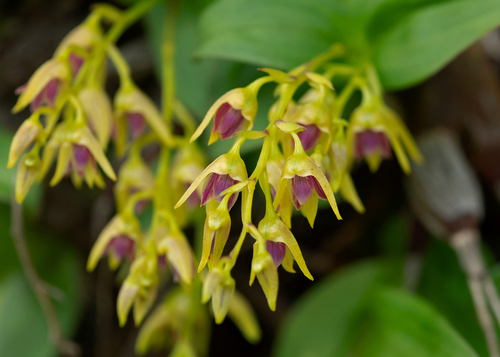 Porphyrochilum Orchid