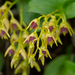 Dendrobium porphyrochilum - Photo (c) ayuwat,  זכויות יוצרים חלקיות (CC BY-NC)