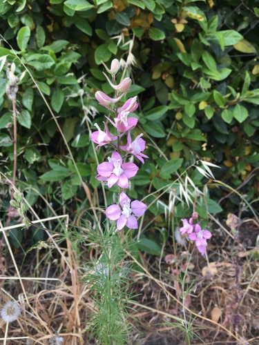 Delphinium ajacis