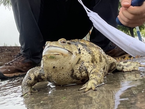 Asiatic Toad