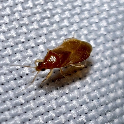 Pale Pirate Bug photo 4