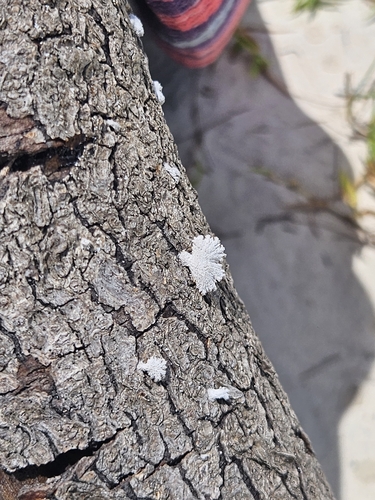 Schizophyllum commune
