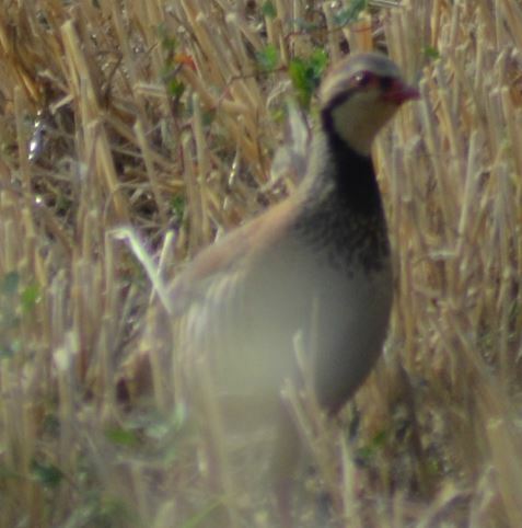 Red-legged Partridge