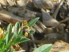 Syrphidae