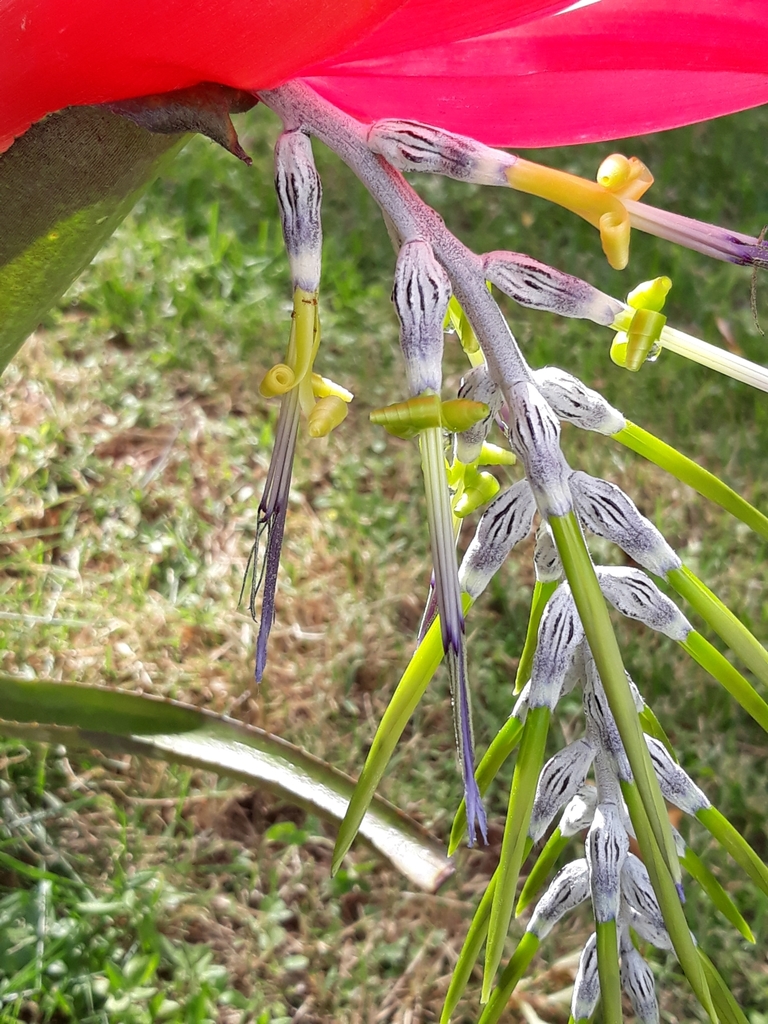 Billbergia porteana