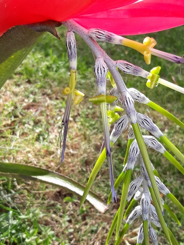 Billbergia porteana Brongn. ex Beer