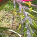 Billbergia porteana - Photo (c) Laurent Quéno, some rights reserved (CC BY-NC), uploaded by Laurent Quéno