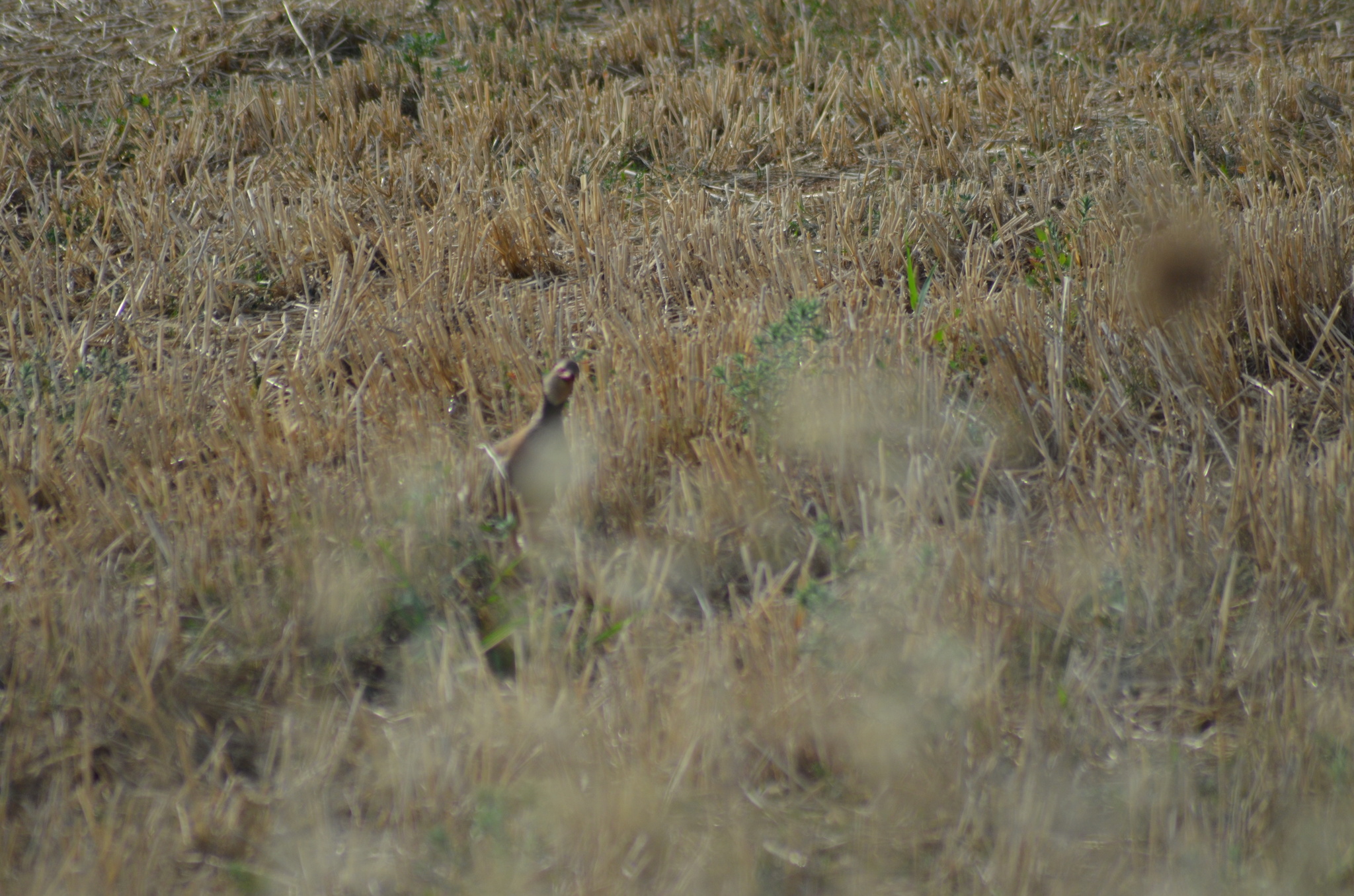 Red-legged Partridge