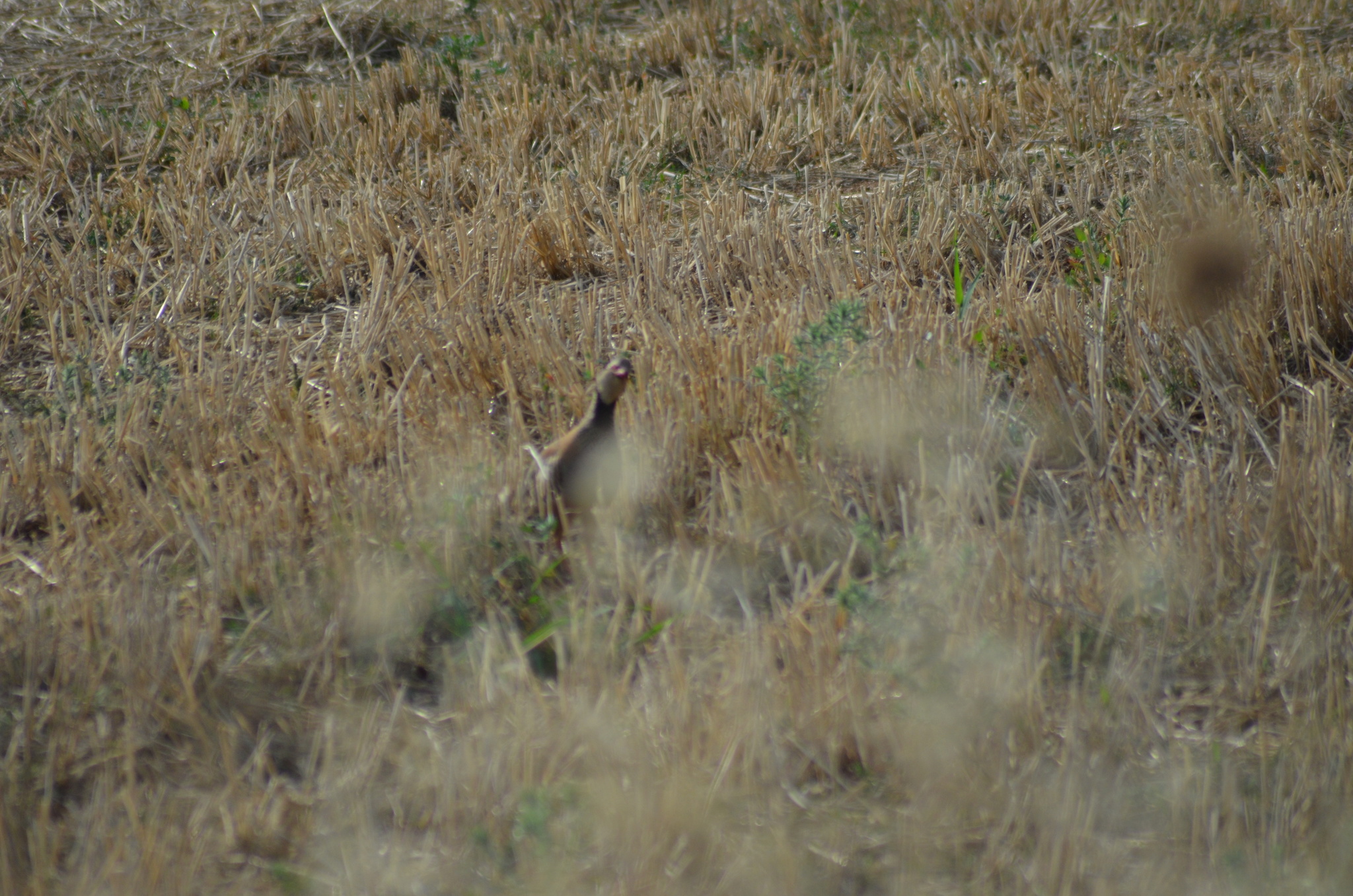 Red-legged Partridge