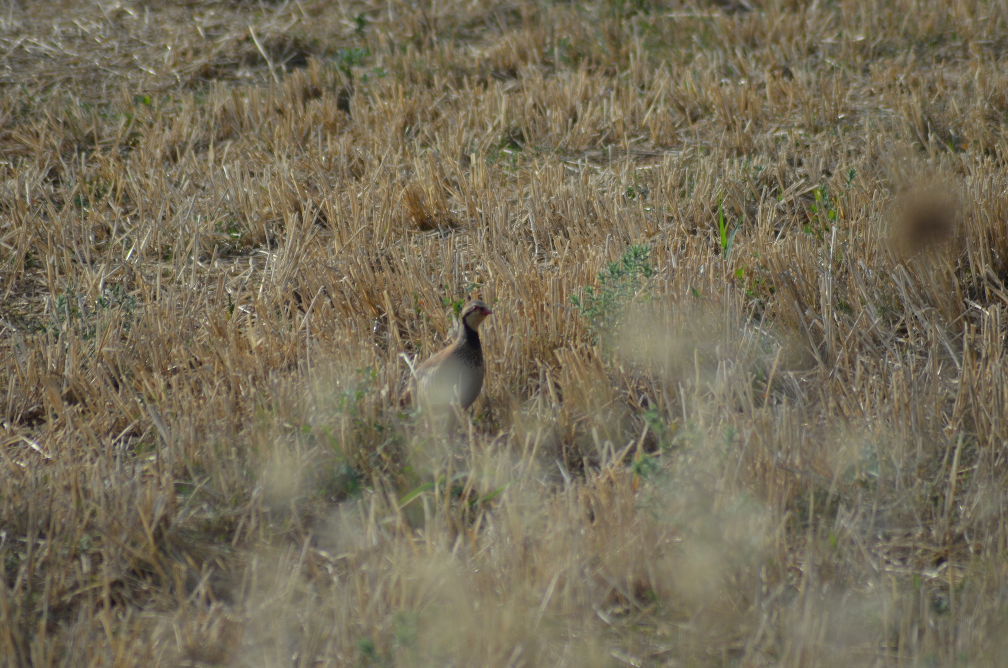 Red-legged Partridge