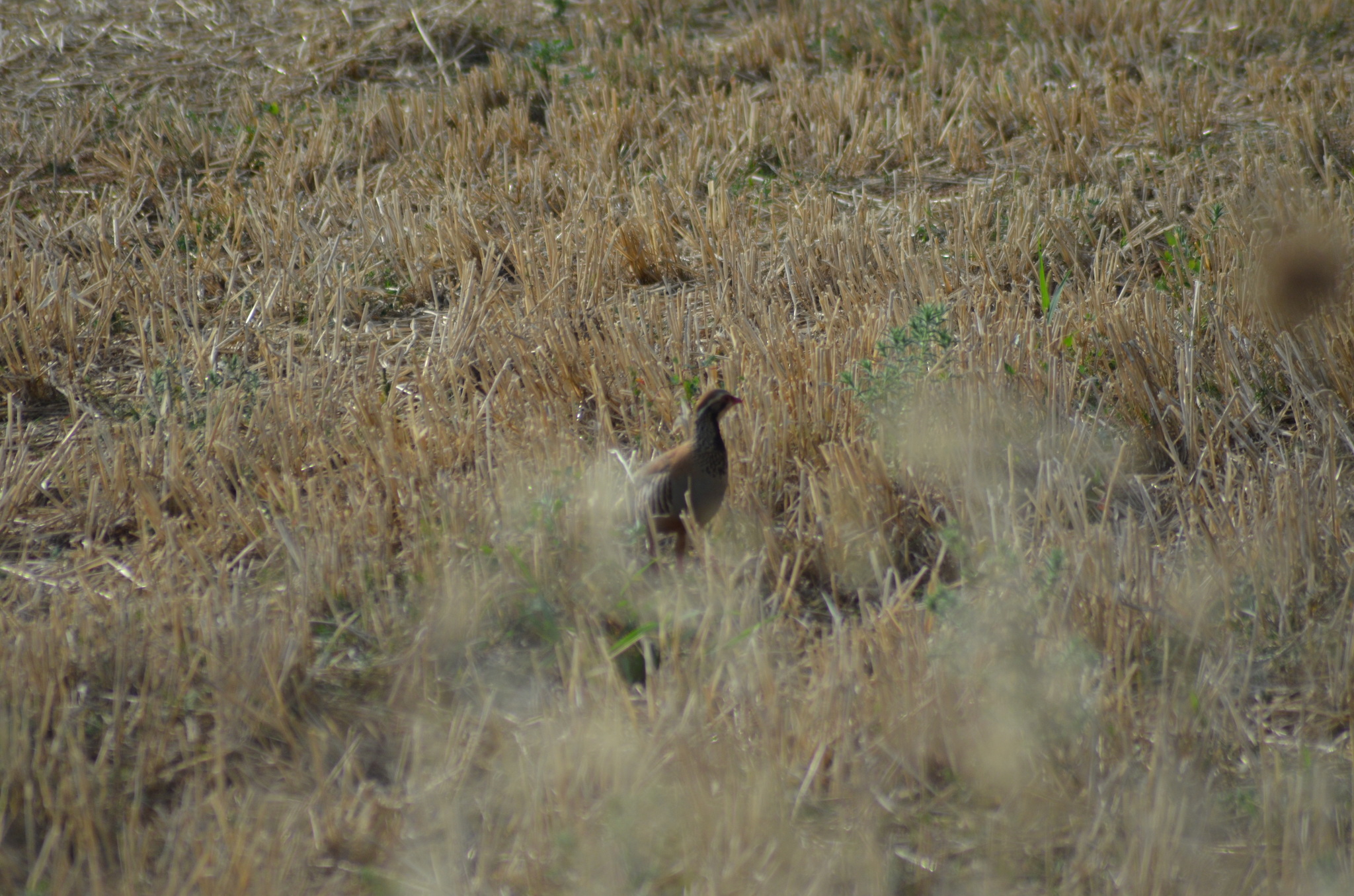 Red-legged Partridge