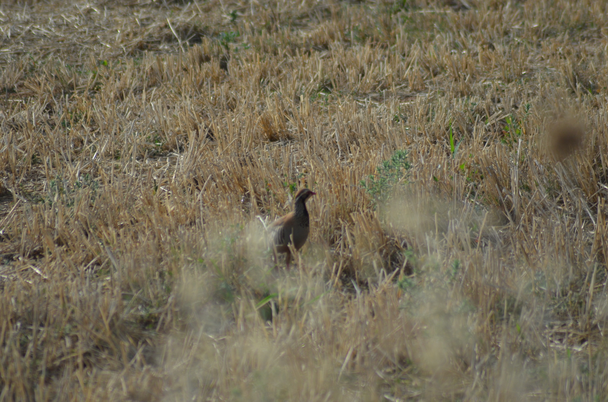 Red-legged Partridge