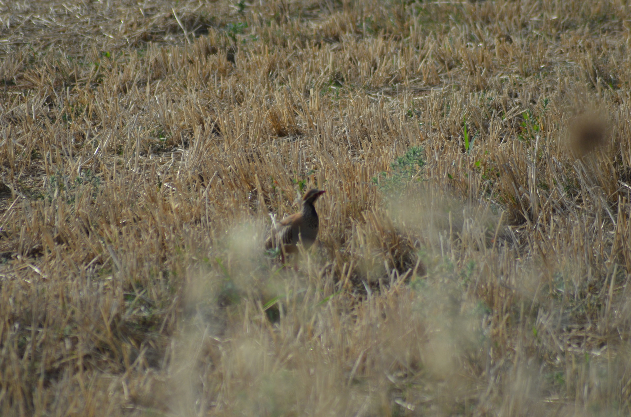Red-legged Partridge