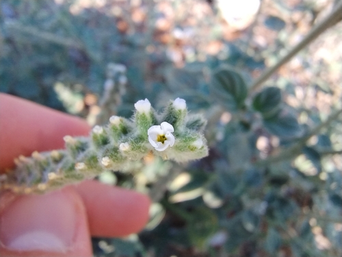 Largefruit Heliotrope (Heliotropium dolosum)