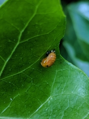 Harmonia axyridis
