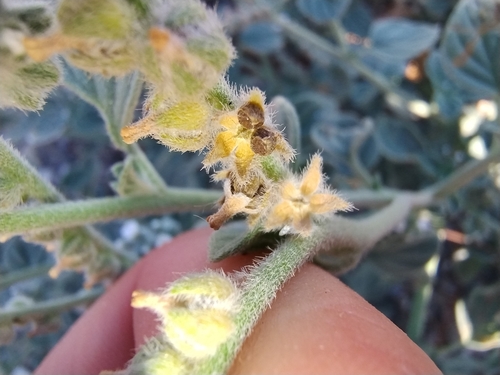 Image of Heliotropium dolosum by (c) Eleftherios Katsillis, some rights reserved (CC BY)