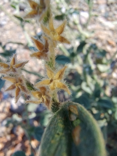 Image of Heliotropium dolosum by (c) Eleftherios Katsillis, some rights reserved (CC BY)