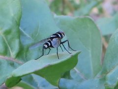 Trigonospila