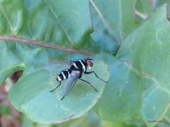 Trigonospila