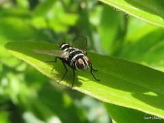 Trigonospila