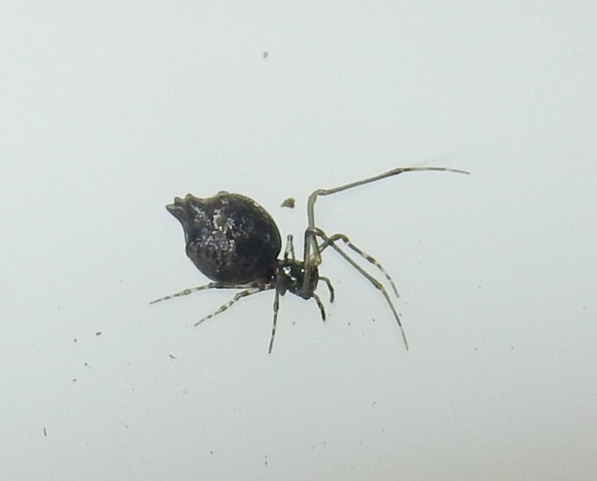 Faiditus cancellatus from Buncombe County, US-NC, US on June 21, 2016 ...
