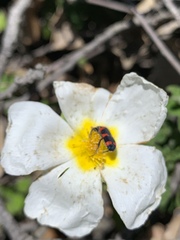 Trichodes leucopsideus