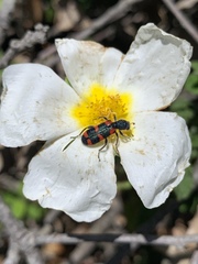 Trichodes leucopsideus