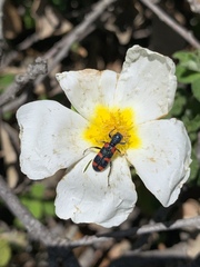 Trichodes leucopsideus