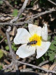 Trichodes leucopsideus