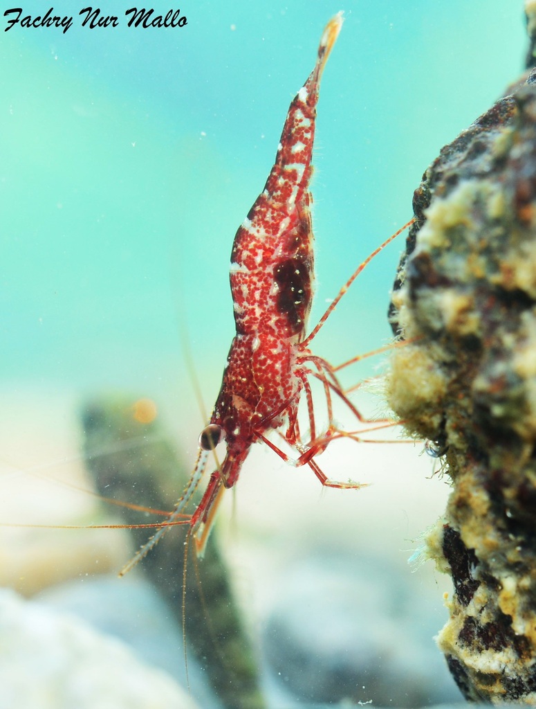 Crevette Arlequin de Sulawesi (Caridina glaubrechti)