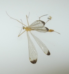 Hylobittacus apicalis