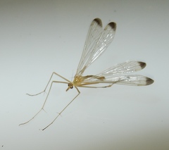 Hylobittacus apicalis