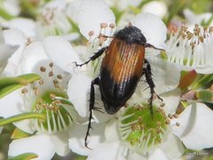 Coleoptera