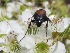 Coleoptera