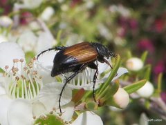 Coleoptera