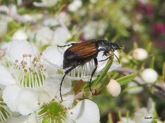 Coleoptera