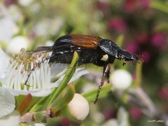 Coleoptera