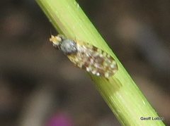 Diptera