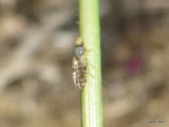 Diptera