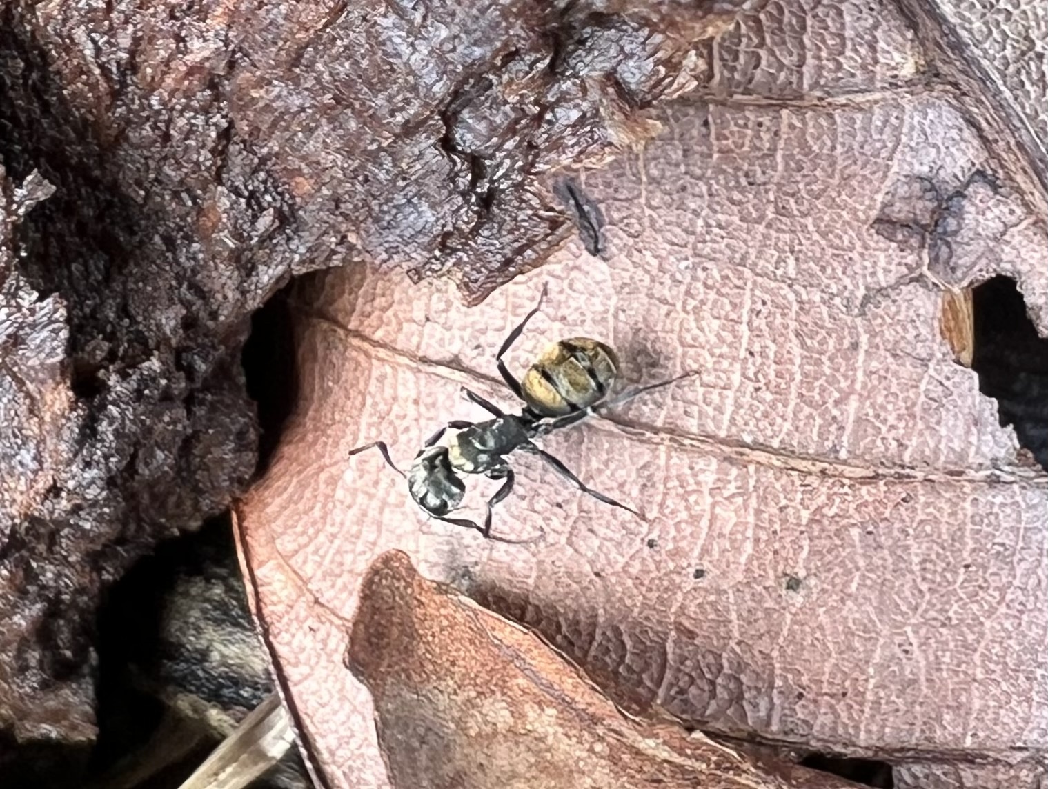 Camponotus flavicomans