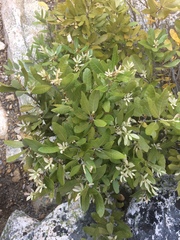 Chrysolepis sempervirens